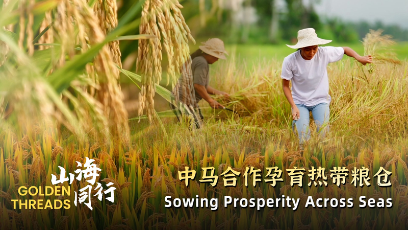 Golden Harvest: Chinese Hybrid Rice Transforms Malaysian Farmlands 🌾🌍 video poster
