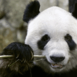 1J44VAKKTZRDZWGJGGUH - 🌍NewspaperAmigo – Your Global News Buddy 🗞️ 🐼✨ All Giant Pandas in Western Japan Park Head Home to China This June! ✈️🇨🇳