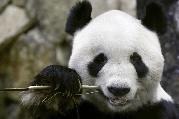 ๐ผโจ All Giant Pandas in Western Japan Park Head Home to China This June! โ๏ธ๐จ๐ณ ๐ผโจ All Giant Pandas in Western Japan Park Head Home to China This June! โ๏ธ๐จ๐ณ