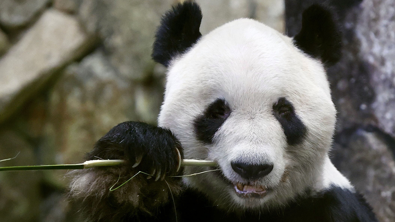 1J44VAKKTZRDZWGJGGUH - 🌍NewspaperAmigo – Your Global News Buddy 🗞️ 🐼✨ All Giant Pandas in Western Japan Park Head Home to China This June! ✈️🇨🇳