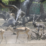 1JB5S90WRZGLC079U9BD - 🌍NewspaperAmigo – Your Global News Buddy 🗞️ Scorching Heatwave Hits Delhi: Temperatures Soar to 42°C 🌡️🔥