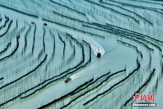 Kelp Craze Fuels Coastal Boom in China’s Seaweed Capital 🌊🌱