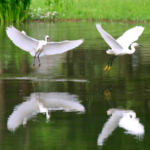1Z8XZXBGTS2535OQMBD4 - 🌍NewspaperAmigo – Your Global News Buddy 🗞️ Yunnan's Revived Wetlands Welcome Flock of Egrets 🌾🦢