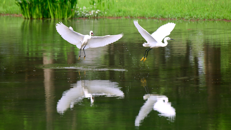 Yunnan's Revived Wetlands Welcome Flock of Egrets 🌾🦢