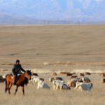 202LDSZ3LPT1M7WMIBF3 - 🌍NewspaperAmigo – Your Global News Buddy 🗞️ Altay’s Seasonal Migration: Over 1 Million Livestock Graze in Xinjiang 🌾