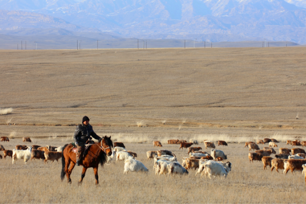 Altay’s Seasonal Migration: Over 1 Million Livestock Graze in Xinjiang 🌾 Altay’s Seasonal Migration: Over 1 Million Livestock Graze in Xinjiang 🌾