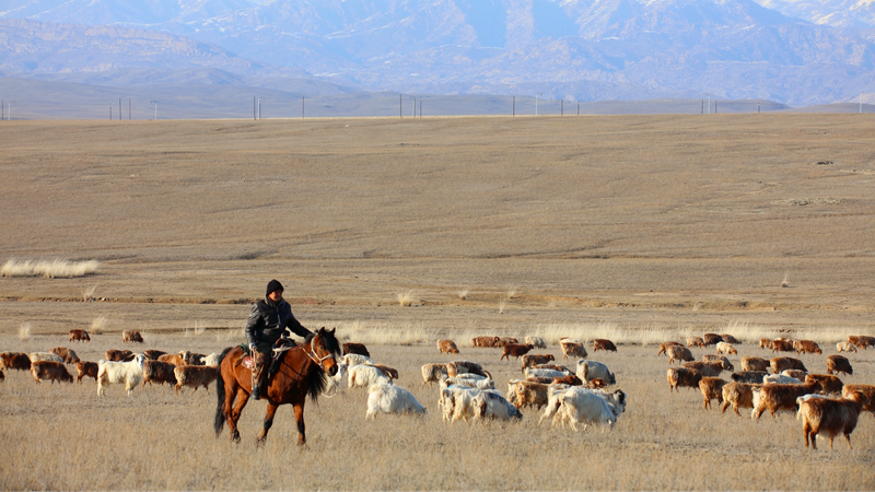 Altay’s Seasonal Migration: Over 1 Million Livestock Graze in Xinjiang 🌾
