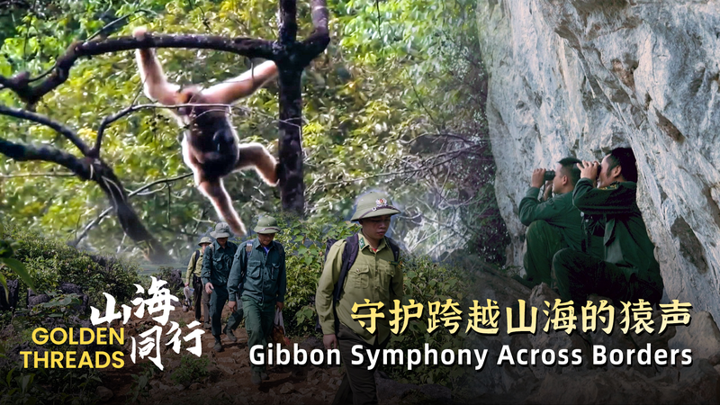 Cross-Border Gibbons Swing Back from the Brink 🌿🇻🇳🇨🇳 video poster