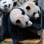 2ZRZVDMOOKPDUSUX8H4U - 🌍NewspaperAmigo – Your Global News Buddy 🗞️ A Day in the Life of Chongqing’s Giant Pandas 🌿🐼