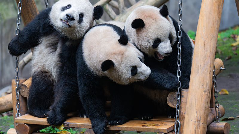 A Day in the Life of Chongqing’s Giant Pandas 🌿🐼