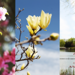 30HNSDEBJDUXPXDBBKO7 - 🌍NewspaperAmigo – Your Global News Buddy 🗞️ Spring Blooms Transform Beijing’s Olympic Forest Park 🌸🏞️
