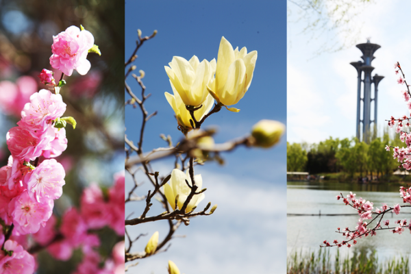Spring Blooms Transform Beijing’s Olympic Forest Park 🌸🏞️ Spring Blooms Transform Beijing’s Olympic Forest Park 🌸🏞️