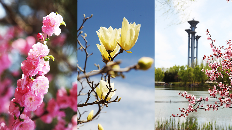 Spring Blooms Transform Beijing’s Olympic Forest Park 🌸🏞️