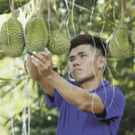 38O1JER5X9EFQUAZINXM - 🌍NewspaperAmigo – Your Global News Buddy 🗞️ Chinese AI Transforms Malaysian Durian Trade 🌟🤖