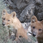 3A8W9RD41Z7LHV19PCKR - 🌍NewspaperAmigo – Your Global News Buddy 🗞️ Rare HD Footage Captures Elusive Dholes in Qinghai 🌱📹 video poster