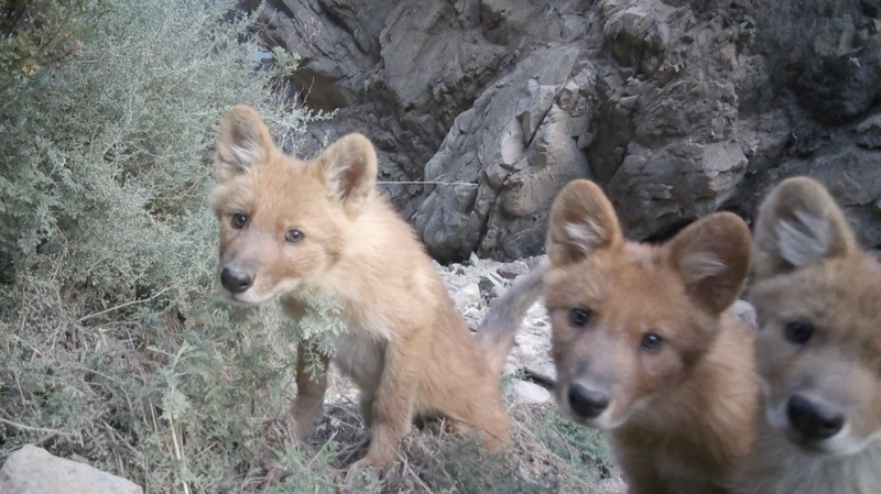 Rare HD Footage Captures Elusive Dholes in Qinghai 🌱📹 video poster