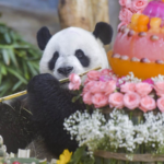 638019861H2A7AAY6ESV - 🌍NewspaperAmigo – Your Global News Buddy 🗞️ Meet Hainan’s Furry Celebrities: Panda Bros Spotted Chillin’ in Tropical Paradise 🐼🌴 video poster