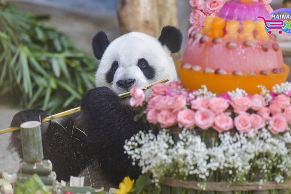 Meet Hainan’s Furry Celebrities: Panda Bros Spotted Chillin’ in Tropical Paradise 🐼🌴 Meet Hainan’s Furry Celebrities: Panda Bros Spotted Chillin’ in Tropical Paradise 🐼🌴 video poster