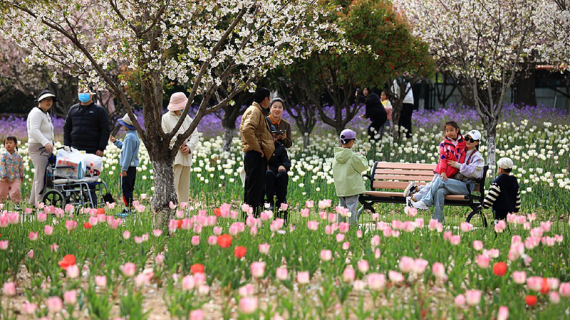 71LUNG9GO73U81OIZ4L8 - 🌍NewspaperAmigo – Your Global News Buddy 🗞️ China Anticipates 760 Million Trips During Qingming Festival 🌸✈️ video poster