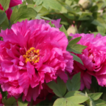7NJKB226DGGHFHL8UBKF - 🌍NewspaperAmigo – Your Global News Buddy 🗞️ China's Peony Capital Blossoms with Eco-Tech Innovations 🌸💡