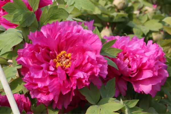 China’s Peony Capital Blossoms with Eco-Tech Innovations 🌸💡 China's Peony Capital Blossoms with Eco-Tech Innovations 🌸💡