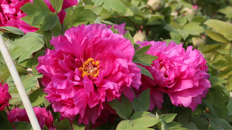 China's Peony Capital Blossoms with Eco-Tech Innovations 🌸💡