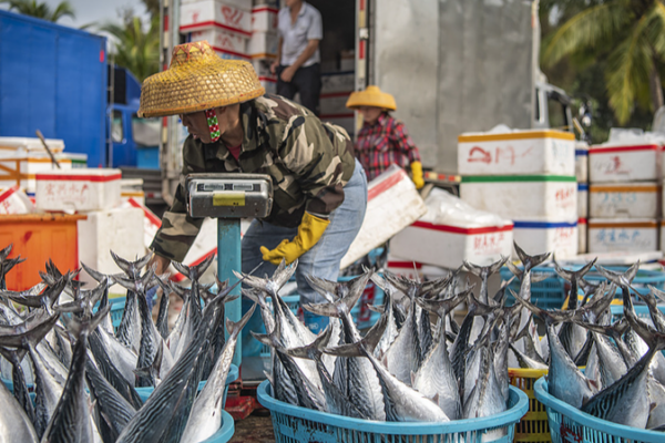 Hainan Fishermen Reel in Spring Bounty 🎣🌊 Hainan Fishermen Reel in Spring Bounty 🎣🌊