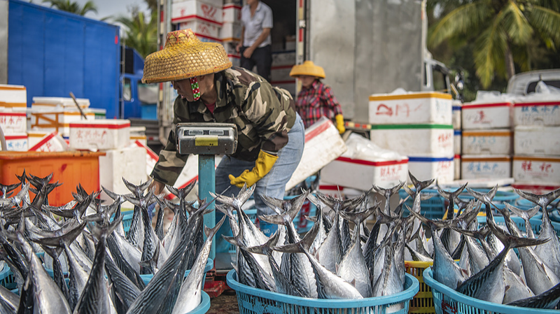 Hainan Fishermen Reel in Spring Bounty 🎣🌊