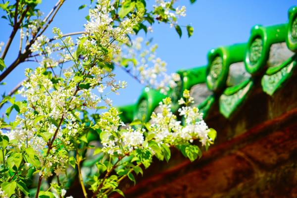 China’s Tomb-Sweeping Day Goes Digital & Eco-Friendly 🌿💻 China's Tomb-Sweeping Day Goes Digital & Eco-Friendly 🌿💻