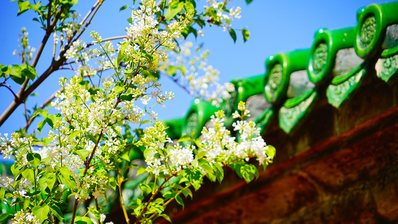 8HRLEDW5QNXL8C3A2WDG - 🌍NewspaperAmigo – Your Global News Buddy 🗞️ China's Tomb-Sweeping Day Goes Digital & Eco-Friendly 🌿💻