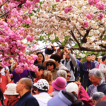 96V9Q6CWSWALPF3J9LMB - 🌍NewspaperAmigo – Your Global News Buddy 🗞️ Beijing’s Cherry Blossoms Paint the City Pink 🌸🏙️