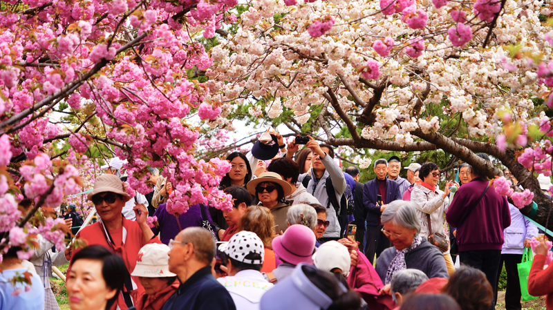 96V9Q6CWSWALPF3J9LMB - 🌍NewspaperAmigo – Your Global News Buddy 🗞️ Beijing’s Cherry Blossoms Paint the City Pink 🌸🏙️
