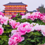 9NRVTERGGE6J7HBJWFK2 - 🌍NewspaperAmigo – Your Global News Buddy 🗞️ Luoyang's Peonies Bloom 🌸: A 1,500-Year Tradition Beckons!
