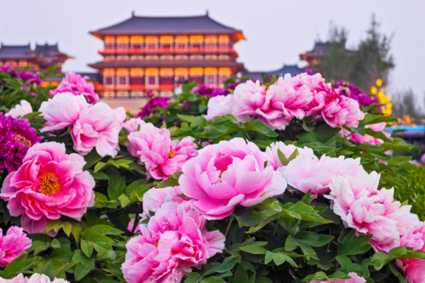 Luoyang’s Peonies Bloom 🌸: A 1,500-Year Tradition Beckons! Luoyang's Peonies Bloom 🌸: A 1,500-Year Tradition Beckons!