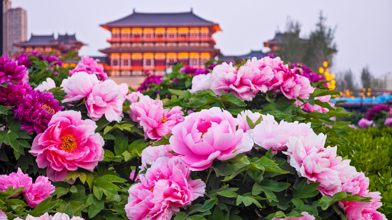 Luoyang's Peonies Bloom 🌸: A 1,500-Year Tradition Beckons!