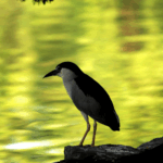 9O5M8WJPVHQ1CIK0EX5G - 🌍NewspaperAmigo – Your Global News Buddy 🗞️ Zhengzhou’s ‘Sky Droppings’ Dilemma Sparks Urban Wildlife Debate 🌳🦢