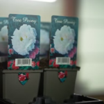 Blooming Bonds: How a Chinese-Dutch Peony Partnership Flourished 🌸🌍 video poster