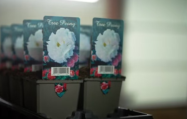 Blooming Bonds: How a Chinese-Dutch Peony Partnership Flourished 🌸🌍 Blooming Bonds: How a Chinese-Dutch Peony Partnership Flourished 🌸🌍 video poster