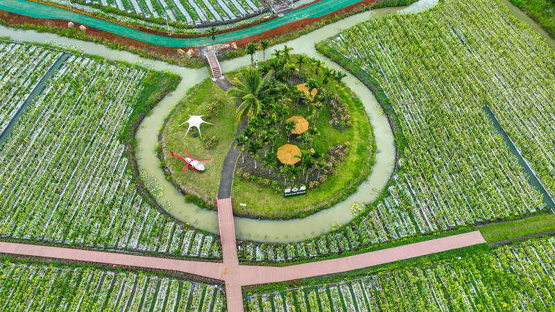 AUMC4DG9NOIMFUWWWJ6U - 🌍NewspaperAmigo – Your Global News Buddy 🗞️ Hainan's Tropical Fruit Kingdom Opens for Exploration 🥭🌴 video poster