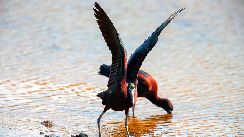 Rare Glossy Ibises Illuminate Qingdao's Ecological Revival 🌿✨
