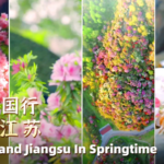 B71YQSYM156OQ1GSW9BS - 🌍NewspaperAmigo – Your Global News Buddy 🗞️ Rhododendron Rumble: Guizhou’s Fiery Blossoms vs. Jiangsu’s Serene Blooms 🌺🏞️ video poster