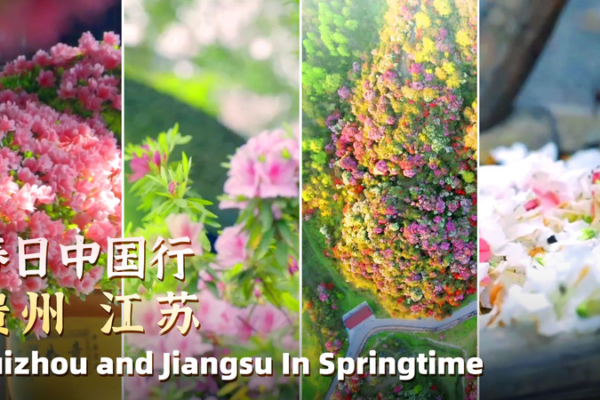 Rhododendron Rumble: Guizhou’s Fiery Blossoms vs. Jiangsu’s Serene Blooms 🌺🏞️ Rhododendron Rumble: Guizhou’s Fiery Blossoms vs. Jiangsu’s Serene Blooms 🌺🏞️ video poster