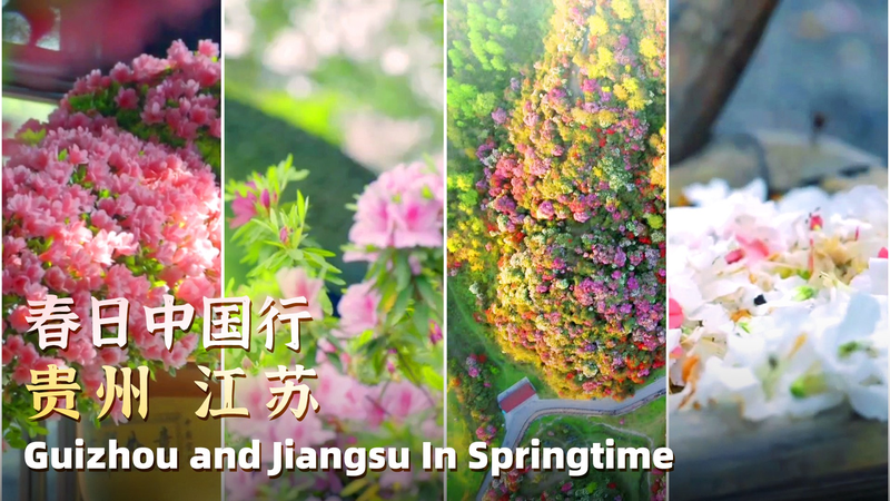 B71YQSYM156OQ1GSW9BS - 🌍NewspaperAmigo – Your Global News Buddy 🗞️ Rhododendron Rumble: Guizhou’s Fiery Blossoms vs. Jiangsu’s Serene Blooms 🌺🏞️ video poster
