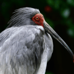 Crested_Ibis_Revival__Wild_Population_Thrives_in_Central_China_ - 🌍NewspaperAmigo – Your Global News Buddy 🗞️ Crested_Ibis_Revival__Wild_Population_Thrives_in_Central_China_