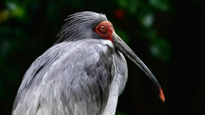 Crested_Ibis_Revival__Wild_Population_Thrives_in_Central_China_