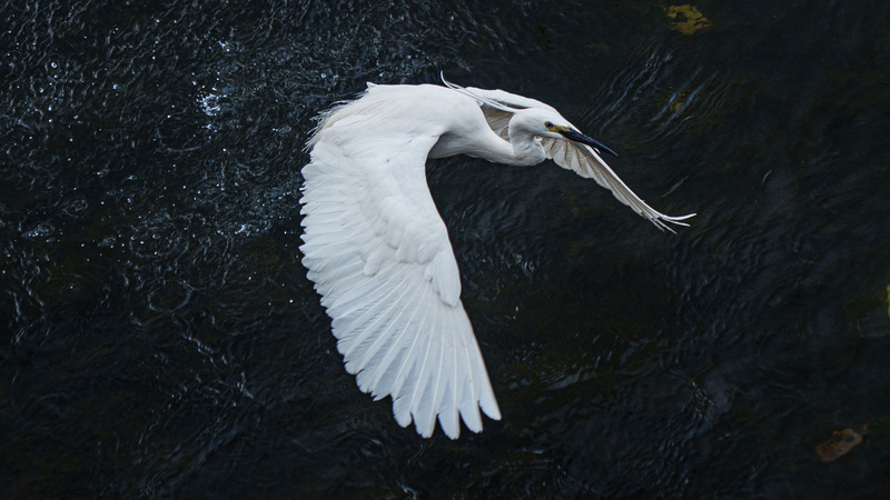 🦢 Chengdu Herons ‘Feast’ Sparks Eco-Awareness on Bird Day 🌿 🦢 Chengdu Herons ‘Feast’ Sparks Eco-Awareness on Bird Day 🌿