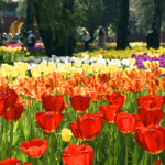 E0D0SDKGZIT0RW70CTQT - 🌍NewspaperAmigo – Your Global News Buddy 🗞️ Beijing Blooms! 🌷 Spring Tulip Festival Lights Up the Capital