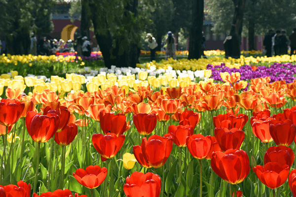 Beijing Blooms! 🌷 Spring Tulip Festival Lights Up the Capital Beijing Blooms! 🌷 Spring Tulip Festival Lights Up the Capital