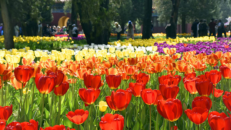 Beijing Blooms! 🌷 Spring Tulip Festival Lights Up the Capital
