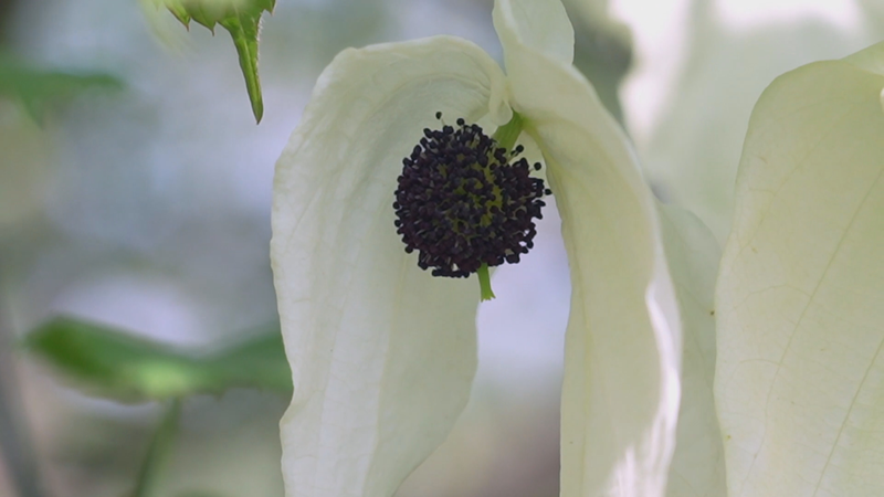 Rare 'Giant Panda of Plants' Blooms, Fuels Green Hopes in China 🌸🌿
